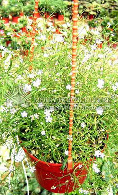 Gypsophila paniculata